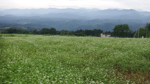 2017_0913そばの花